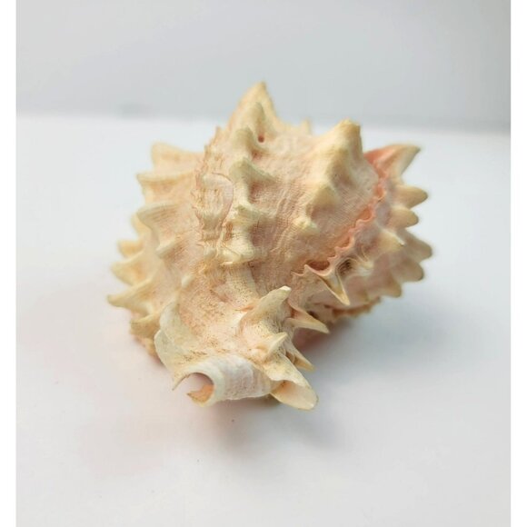 Vintage Pink Murex Conch Shell Conus Marmoreus Bandaus Lamarch  JH1361 - Picture 9 of 14